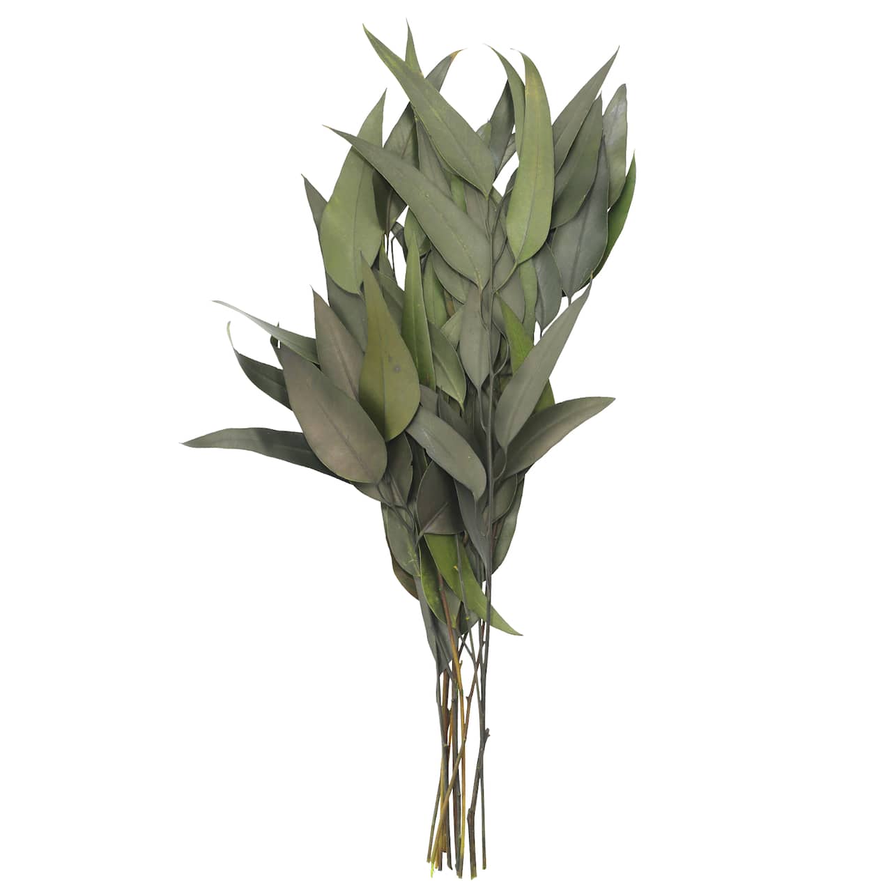 12 Pack: 21" Green Willow Eucalyptus by Ashland®